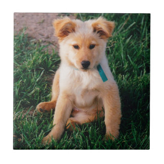 Adorable Mixed Breed Puppy Tile
