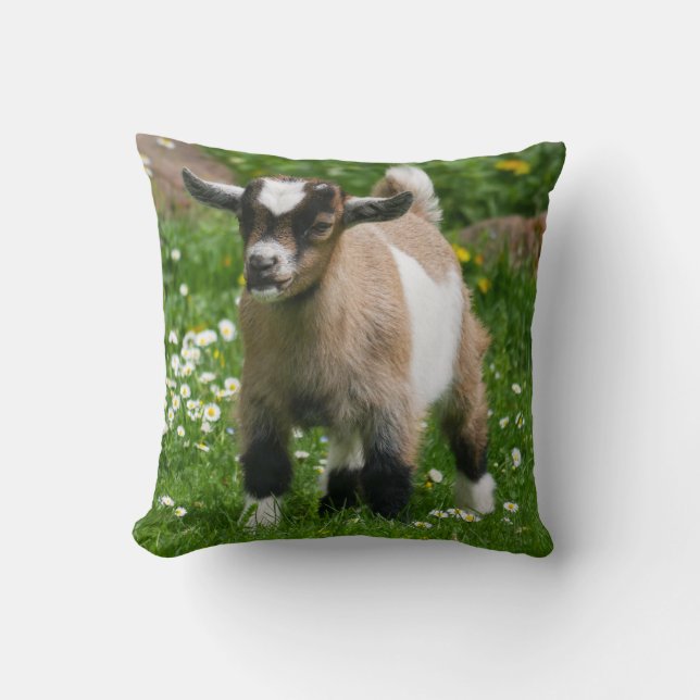 Adorable Nigerian Dwarf Goat Kid Throw Pillow (Front)
