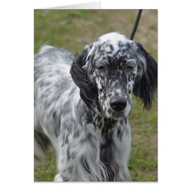 Adorable Noir et Blanc Anglais Setter (Devant)