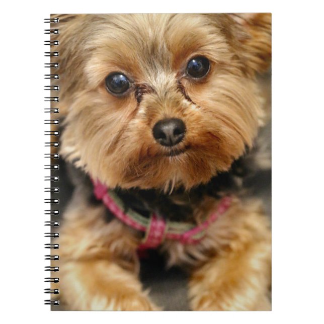 Adorable Notebook (Front)