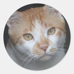 Adorable Orange and White Cat with Expressive Eyes Classic Round Sticker