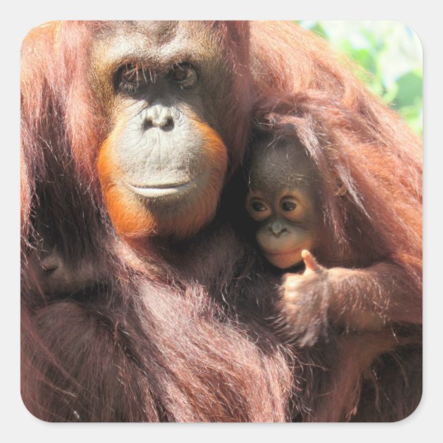 Adorable Orangutan Mom and Baby With Thumbs Up  Square Sticker (Front)