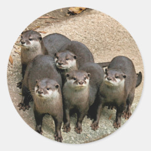 Adorable Otter Family Classic Round Sticker