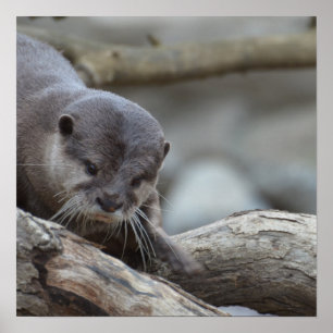 Adorable Otter Poster