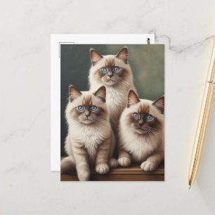 Adorable Pair of Ragdoll Kittens Sweet Cat Postcard