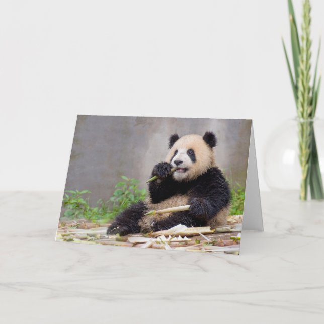 Adorable Panda Nibbling Bamboo carte de voeux (Devant)