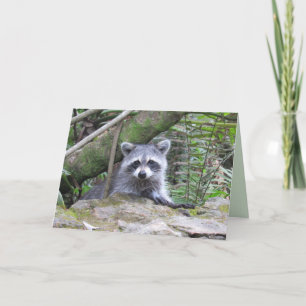 Adorable Peek-A-Boo Raccoon Greeting Card