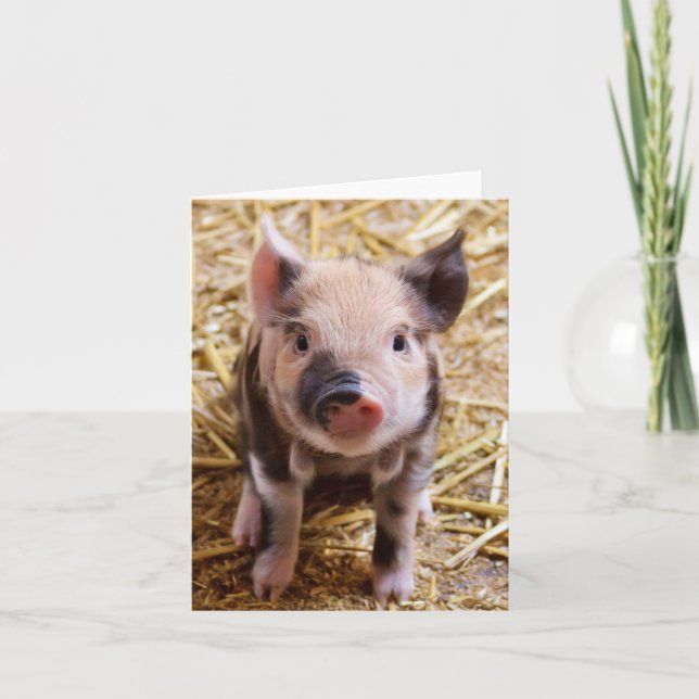 Adorable Piglet Blank Card (Front)