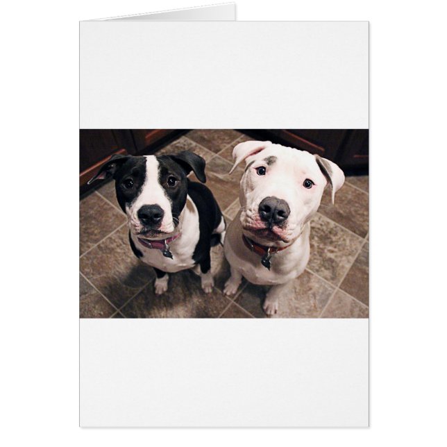 adorable pitbull puppies dogs (Front)