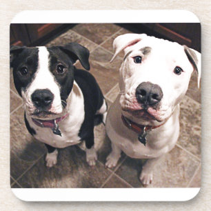 adorable pitbull puppies dogs coaster