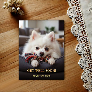 Adorable Pomeranian Get Well  Postcard