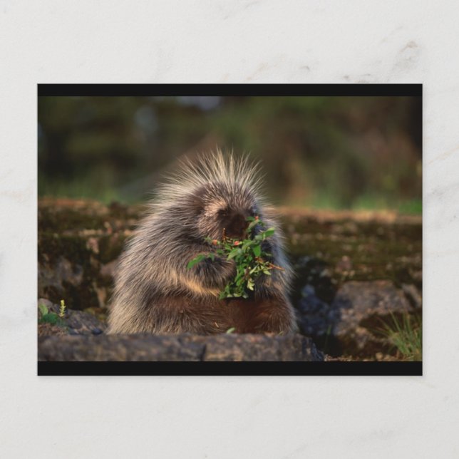 Adorable Porcupine Postcard (Front)