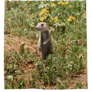 Adorable Prairie Dog