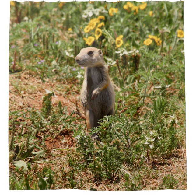 Adorable Prairie Dog (Front)