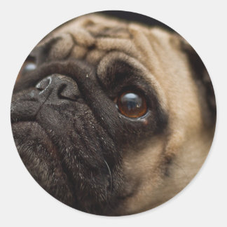 Adorable Pug Classic Round Sticker