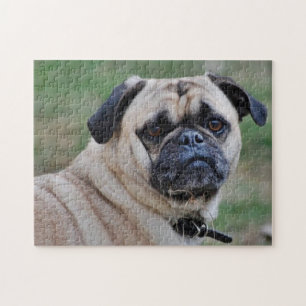 Adorable Pug With A Piece Of Grass Puzzle