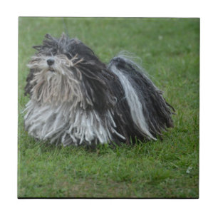Adorable Puli Dog Tile