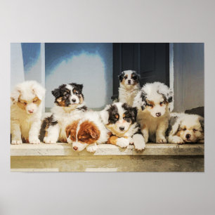 Adorable Puppies Poster