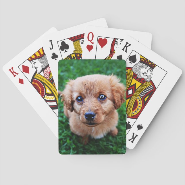 Adorable Puppy on Lawn Photo Playing Cards (Back)