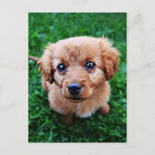 Adorable Puppy Photo Postcard