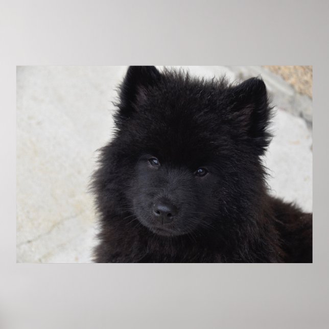 Adorable Puppy Poster (Front)