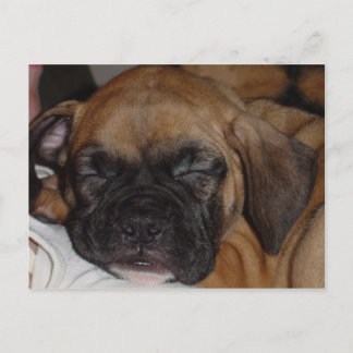 Adorable Puppy Sleeping Post Card