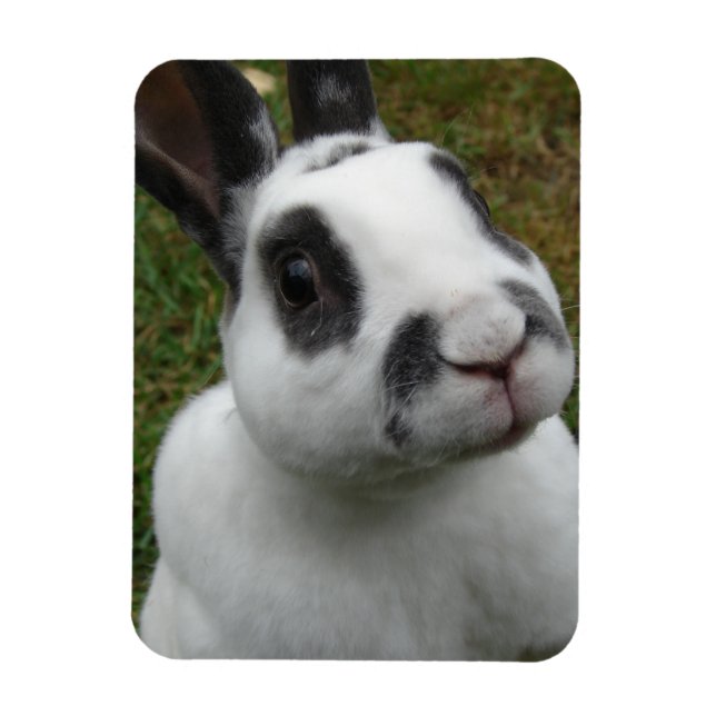 Adorable Rabbit  Magnet (Vertical)