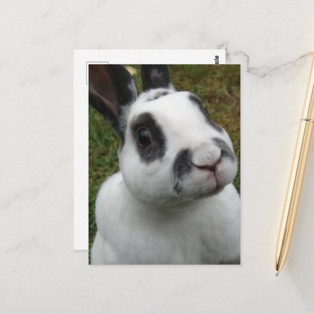 Adorable Rabbit Postcard (Front/Back In Situ)