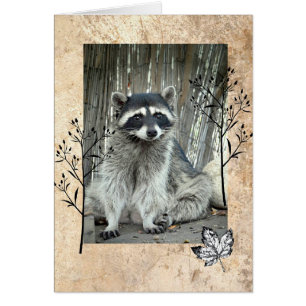 Adorable Raccoon
