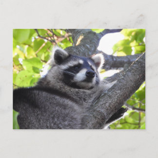 Adorable Raccoon Close Up Postcard