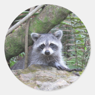 Adorable Raccoon Stickers