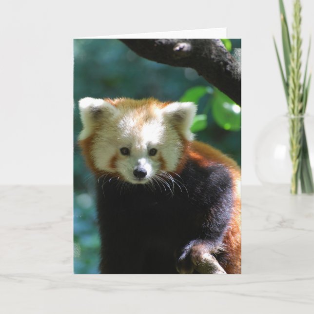 Adorable Red Panda  Greeting Card (Front)