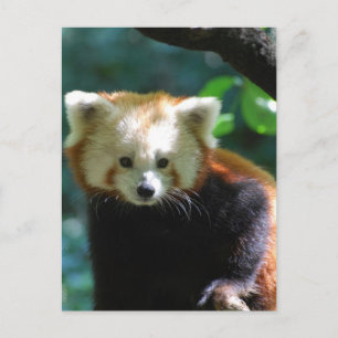 Adorable Red Panda Postcard