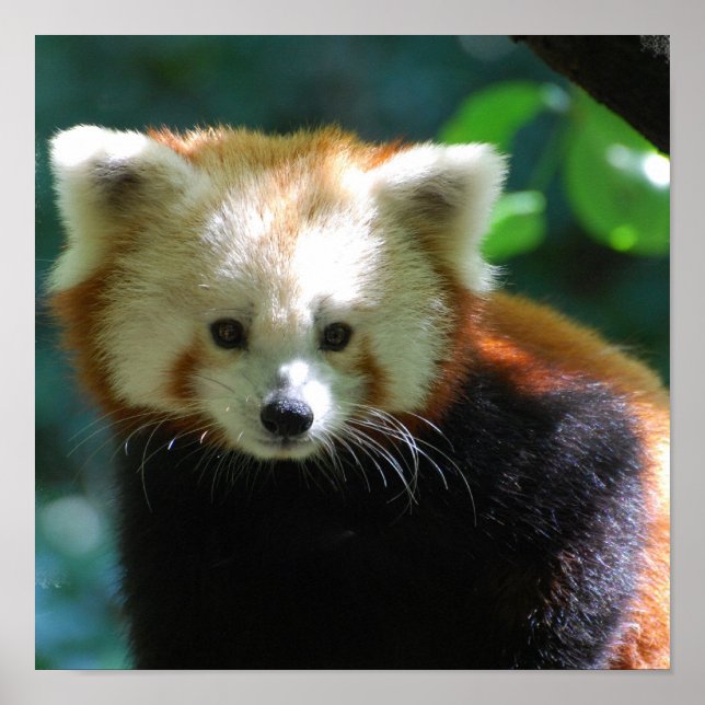 Adorable Red Panda Poster (Front)