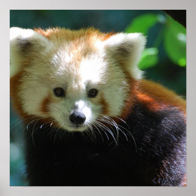 Adorable Red Panda Poster (Front)