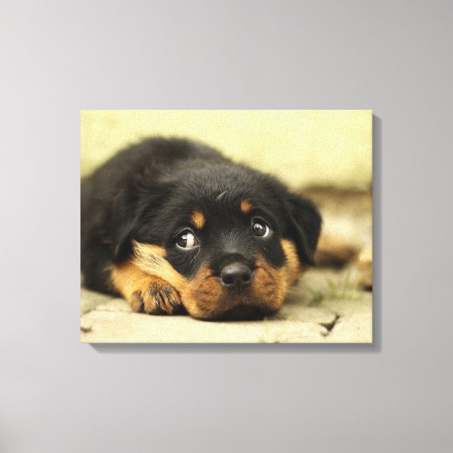 Adorable Rottweiler Puppy Canvas Print (Front)