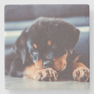 Adorable Rottweiler Puppy Dog Resting Stone Coaster