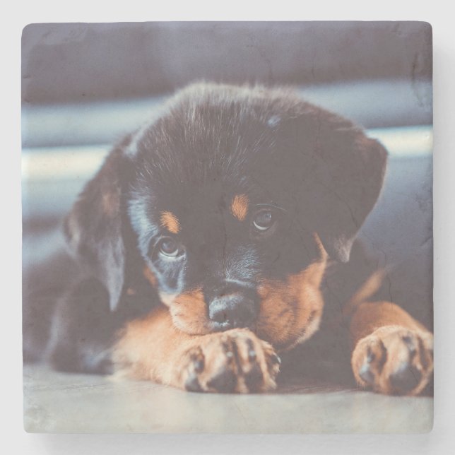 Adorable Rottweiler Puppy Dog Resting Stone Coaster (Front)