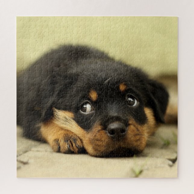 Adorable Rottweiler Puppy Jigsaw Puzzle (Vertical)