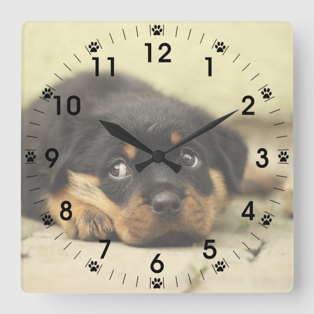 Adorable Rottweiler Puppy Square Wall Clock (Front)