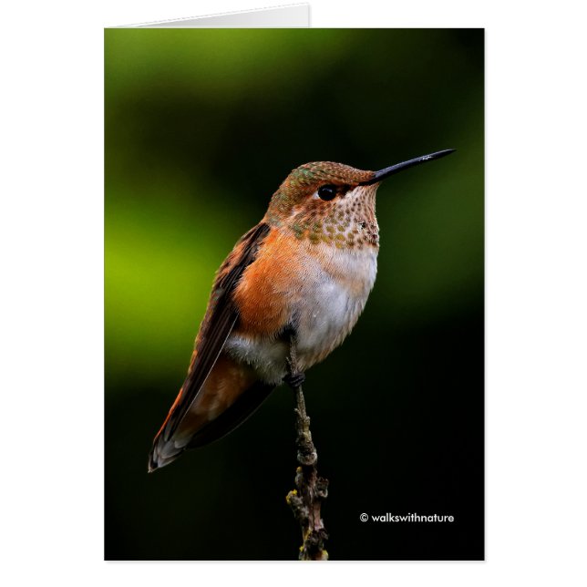 Adorable Rufous Hummingbird on Branch (Front)