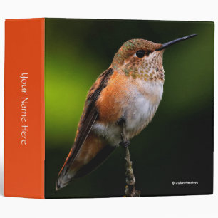 Adorable Rufous Hummingbird on Branch Binder