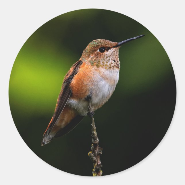 Adorable Rufous Hummingbird on Branch Classic Round Sticker (Front)