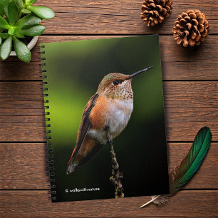 Adorable Rufous Hummingbird on Branch Notebook