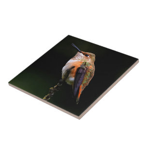Adorable Rufous Hummingbird on Branch Tile