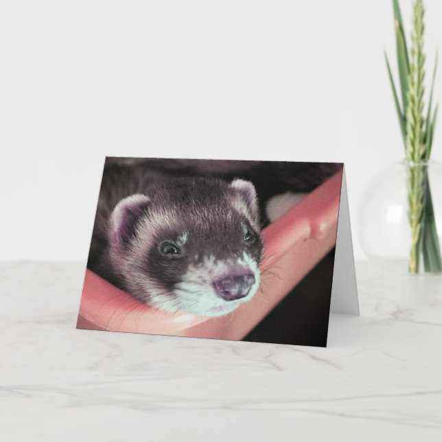 Adorable Sable Ferret Photo Birthday Card (Front)
