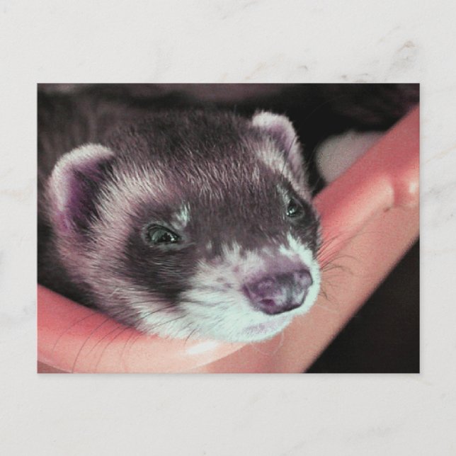 Adorable Sable Ferret Photo Postcard (Front)