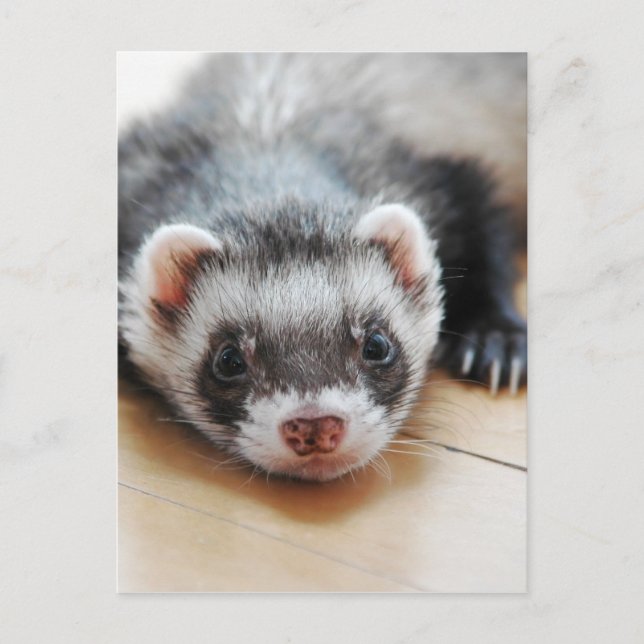 Adorable Sable Ferret Postcard (Front)