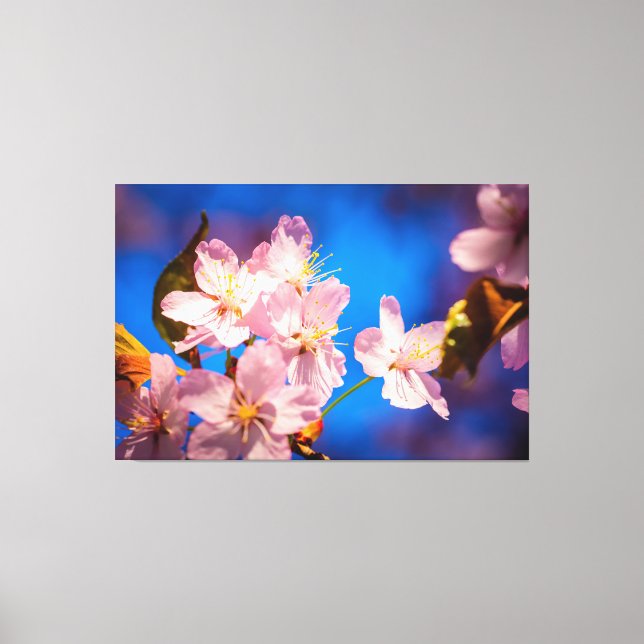Adorable Sakura Blossoms Canvas Print (Front)