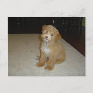 Adorable Schnoodle puppy Postcard